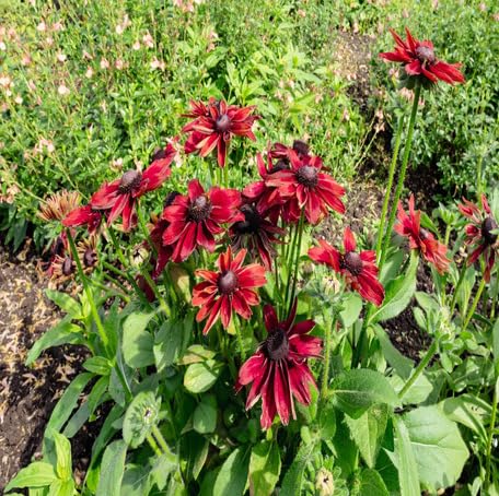 Red Rudbeckia Flower