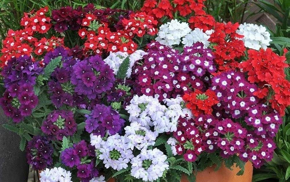 Trailing Verbena Flower Seeds (Schleppende Eisenkrautblumensamen)