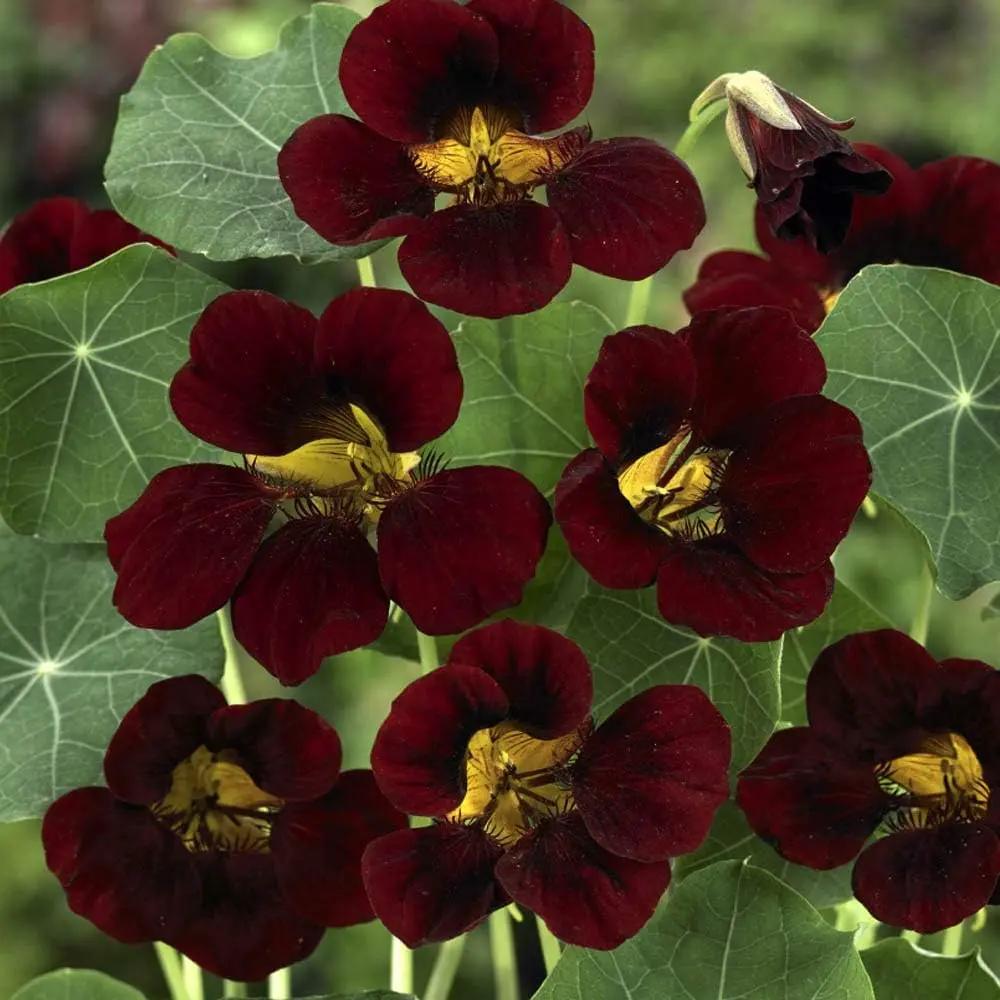 Burgundy Nasturtium Flower Seeds – Heirloom, Non-GMO Seeds for Planting Bold Garden Blooms for planting in home garden