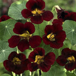 Burgundy Nasturtium Flower Seeds – Heirloom, Non-GMO Seeds for Planting Bold Garden Blooms Dhara Seeds