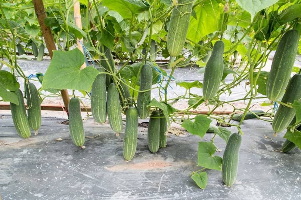 Holland Baby Cucumber Cucumis sativus Seeds for Planting in Vegetable Patch