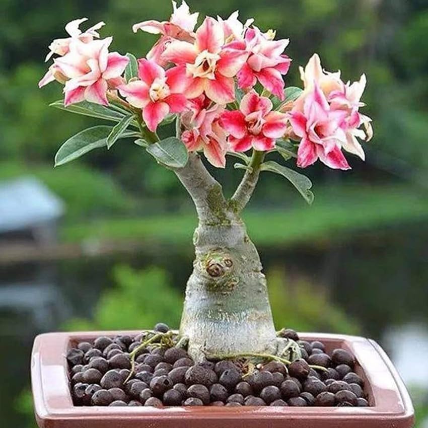 Rose Rosa Hybrida Miniature Bonsai Flower Seeds for Planting – Great for Indoor Pots and Decorative Gardening