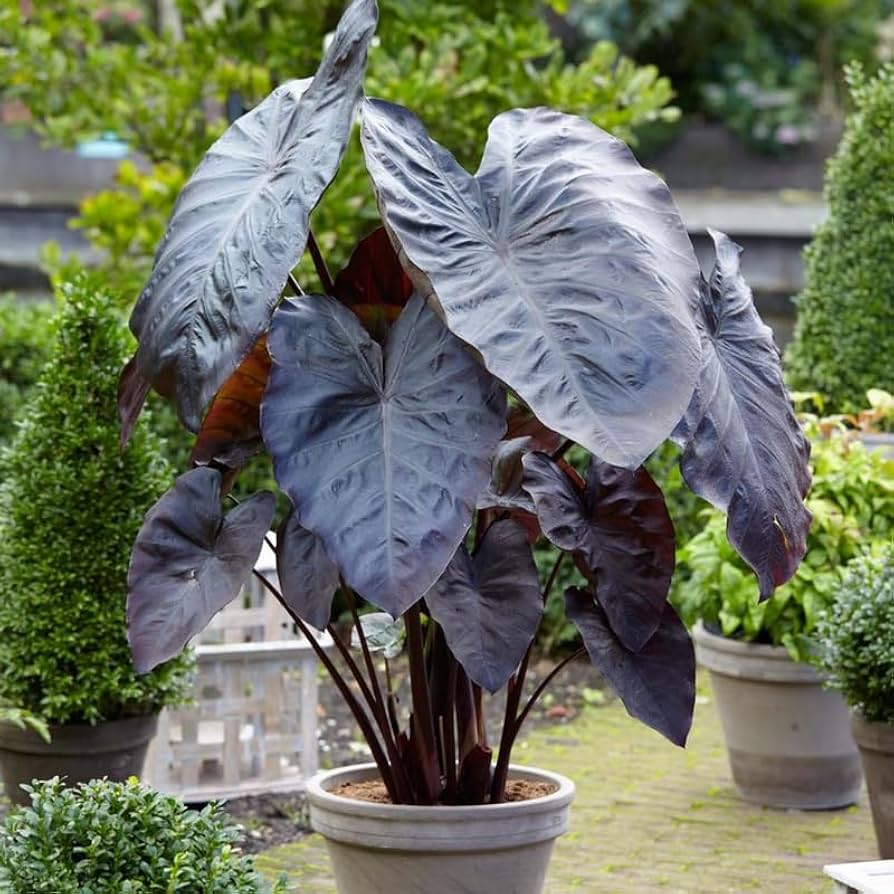 Elephant Ear Seeds - Black Magic