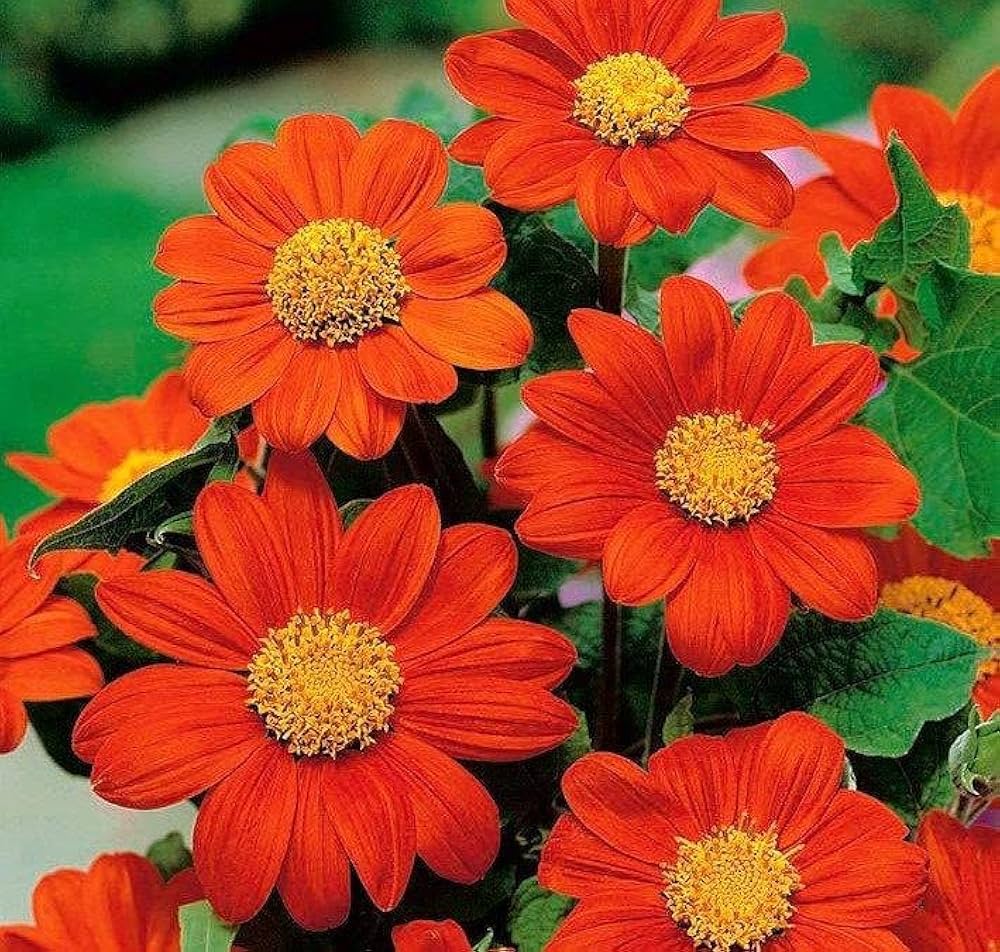 Mexican sunflower Tithonia seeds drought tolerant for planting