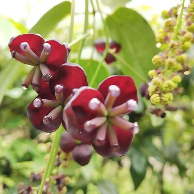 Organic Heirloom Non-GMO Red Akebia Seeds for Planting – Climbing Vine ...