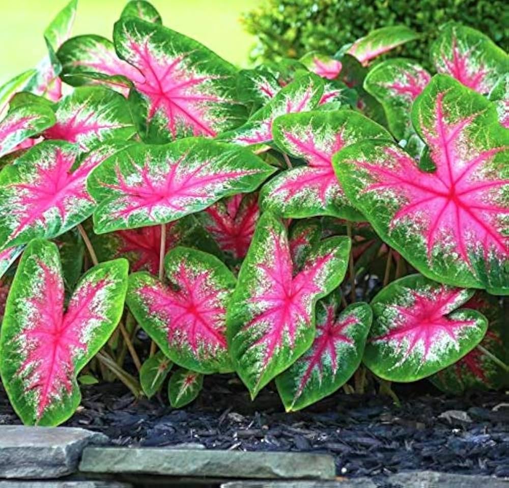 Caladium Perennial Flower Caladium spp. Seeds for Planting for Flower Bed and Home Garden