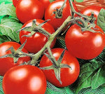 Brown Sugar tomato – Solanum lycopersicum – organic seed for vegetable gardening