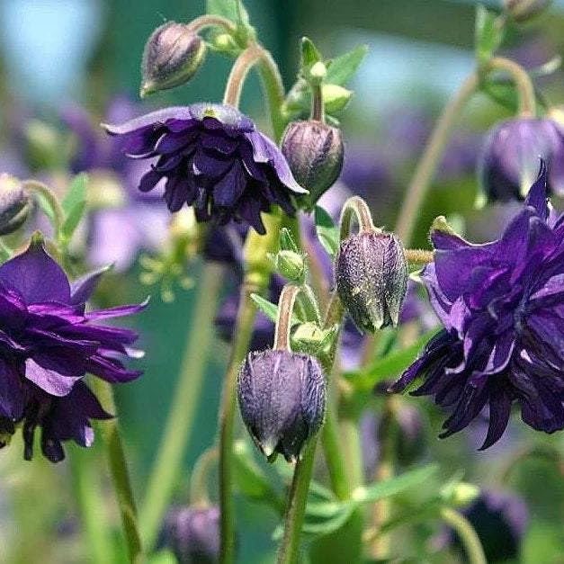 Dark purple Columbine flower seeds