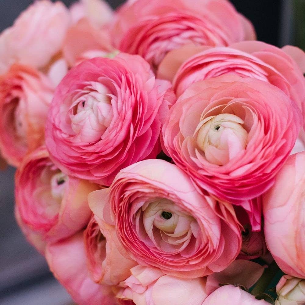 Ranunculus Seeds - Pink Confetti Mix