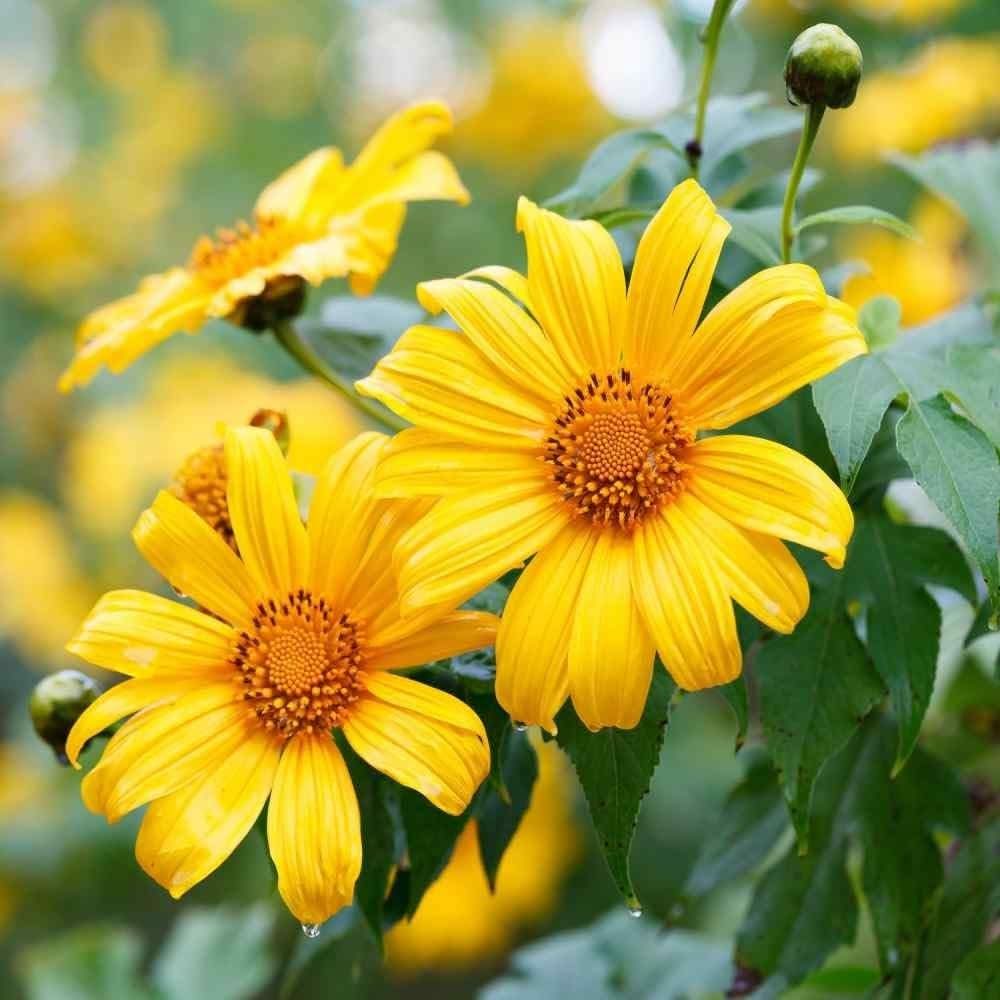 Mexican Sunflower Yellow Flowering Seeds For Planting