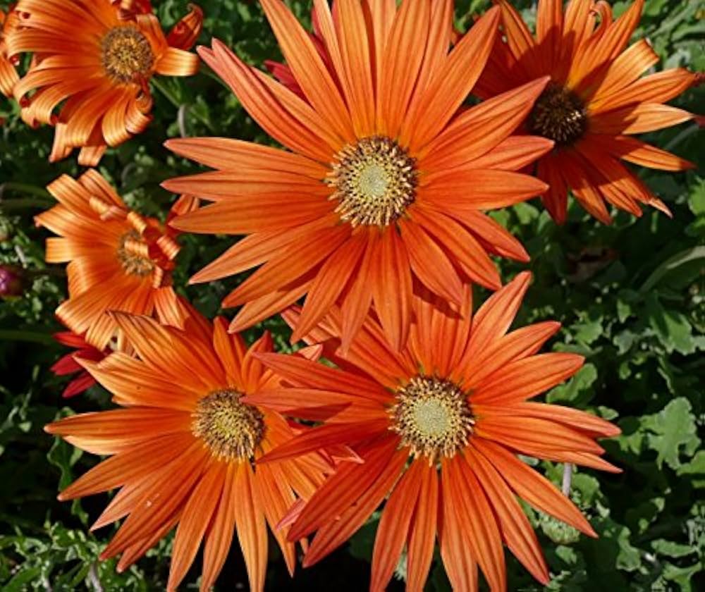 African Daisy orange seeds for garden flower planting