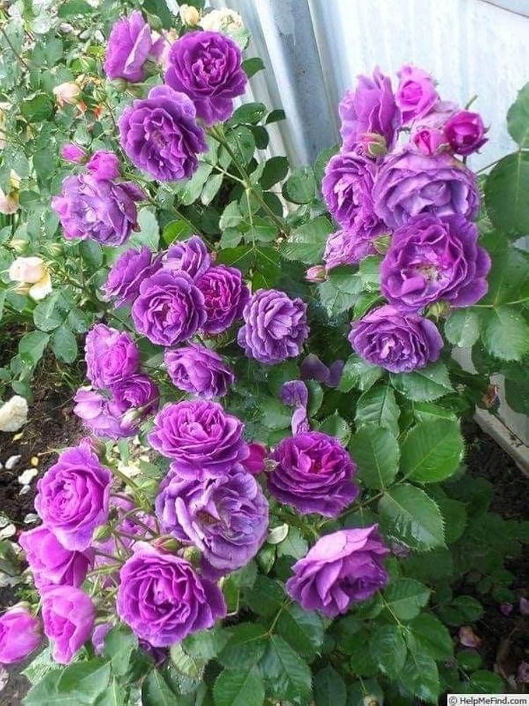 Purple-pink rose – Rosa rugosa – for balcony or flower garden planting