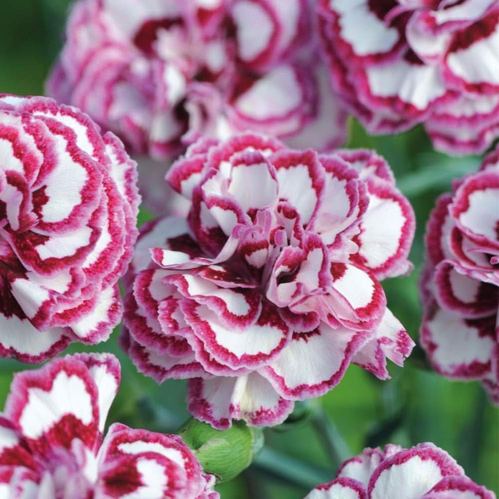 Carnation Dianthus caryophyllus Flower Seeds for Planting in home garden beds