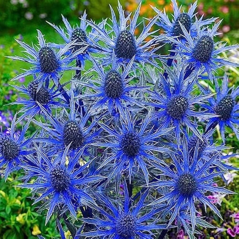 Sea Holly Eryngium Planum Seestechpalmen Blau Flower Seeds for Planting