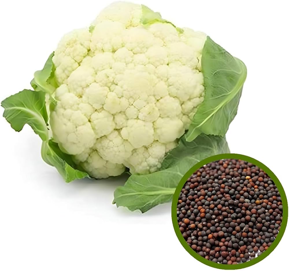 Mid Early Maturity Cauliflower Good Adaptability For Sowing – Heirloom, Non-GMO, High Germination Organic Garden Seeds