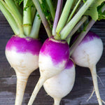 Turnip Greens (Brassica rapa) seeds for planting in vegetable patch