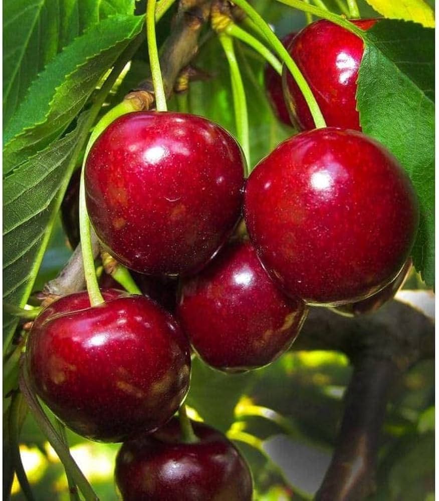 Bio-Boden Cherry Seeds for Planting home garden