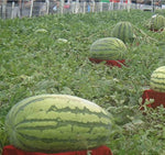 Giant Watermelon Neri Tiranno King Seeds