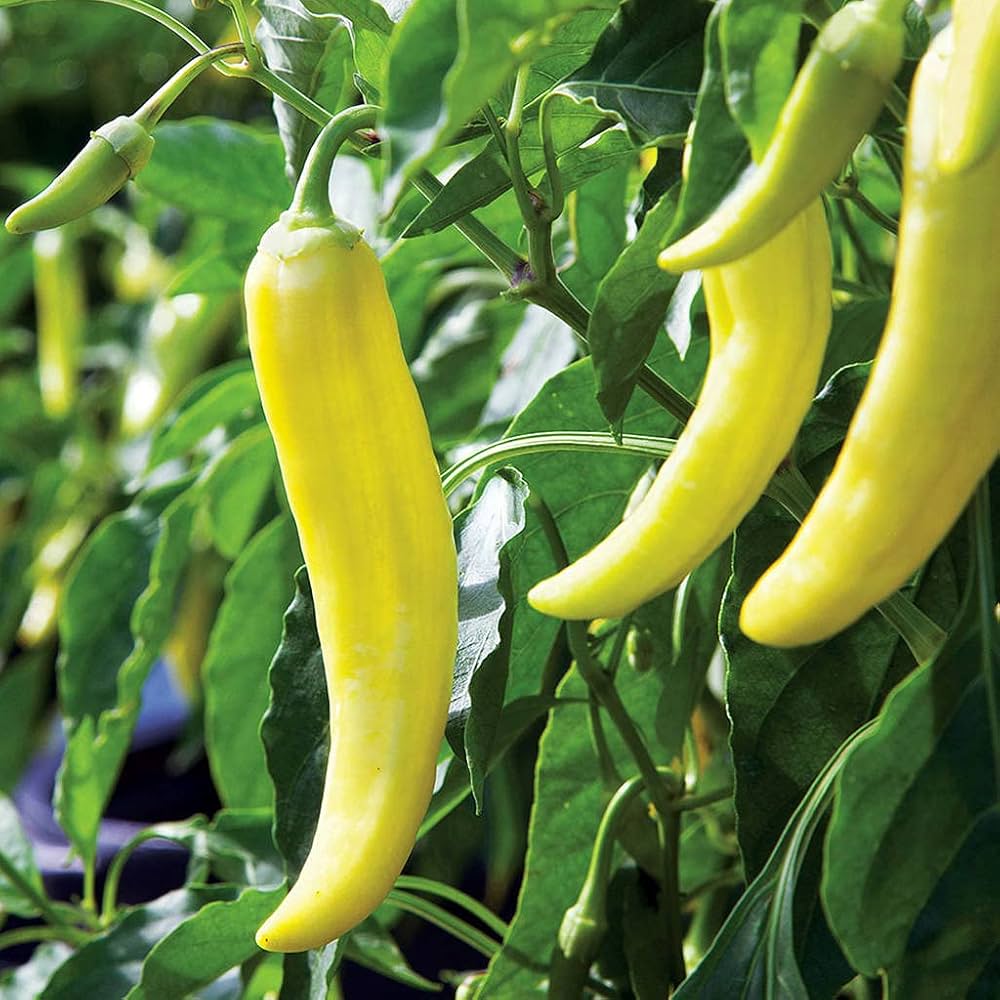Banana Pepper Vegetable Seeds for Planting