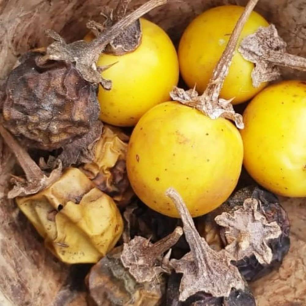 Yellow - Aubergine for planting in home garden