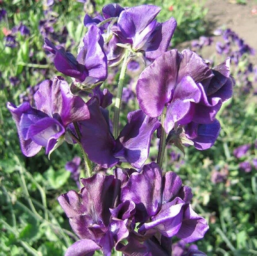 Sweet Pea Lathyrus Odoratus Navy Blue Mammoth Flower Seeds for Planting – Perfect for Fragrant Trellises and Fences