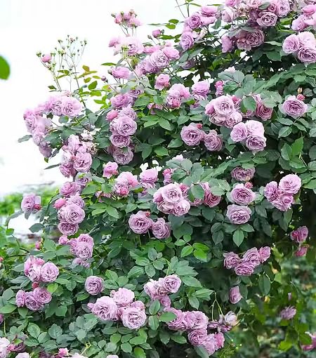 Lavender Rose Flower - Heirloom, Non - Gmo Seeds