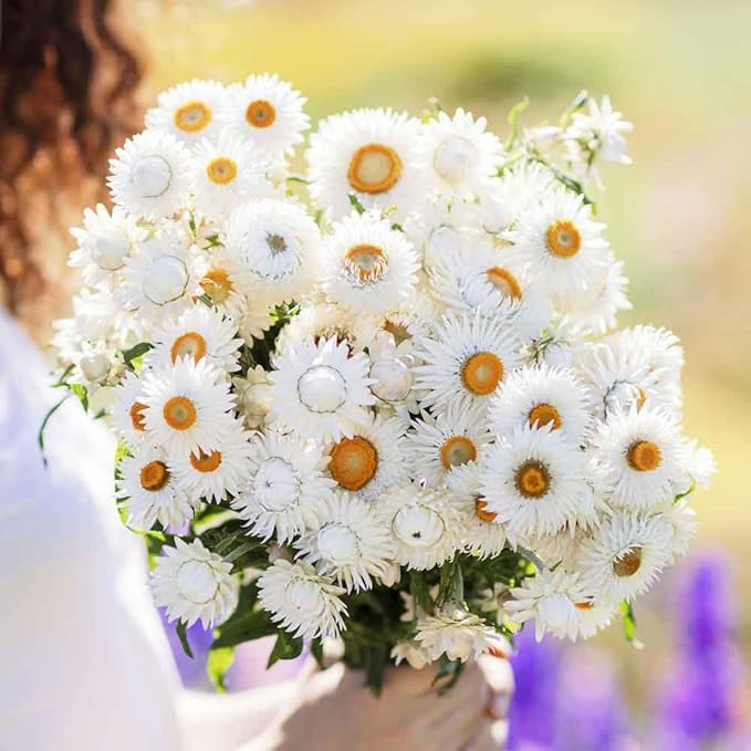 Strawflower Helichrysum Bracteatum White Flower Seeds for Planting