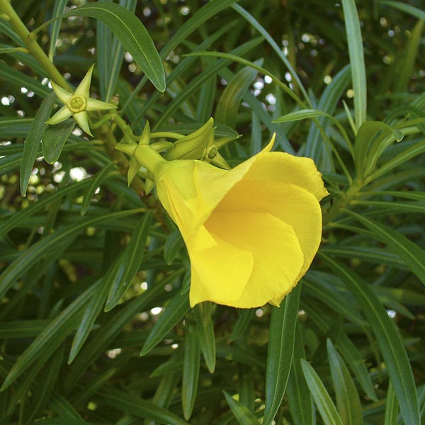 Thevetia Neriifolia Flowering Seeds for Planting