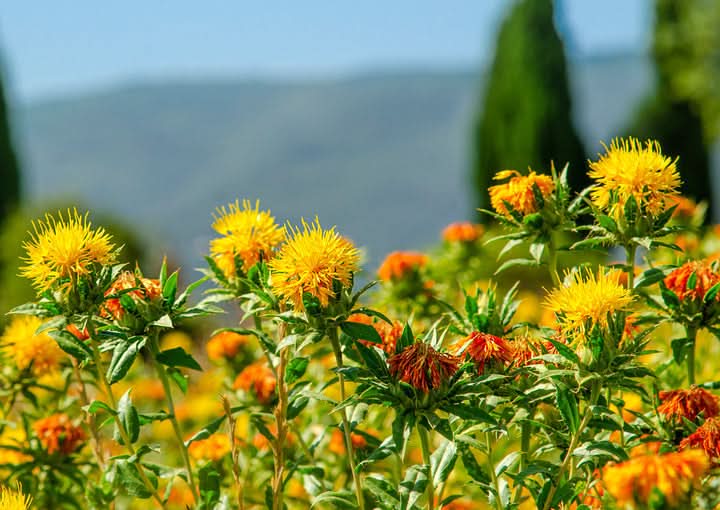 Safflower Seeds for Planting – Drought-Tolerant Medicinal Flower Seeds