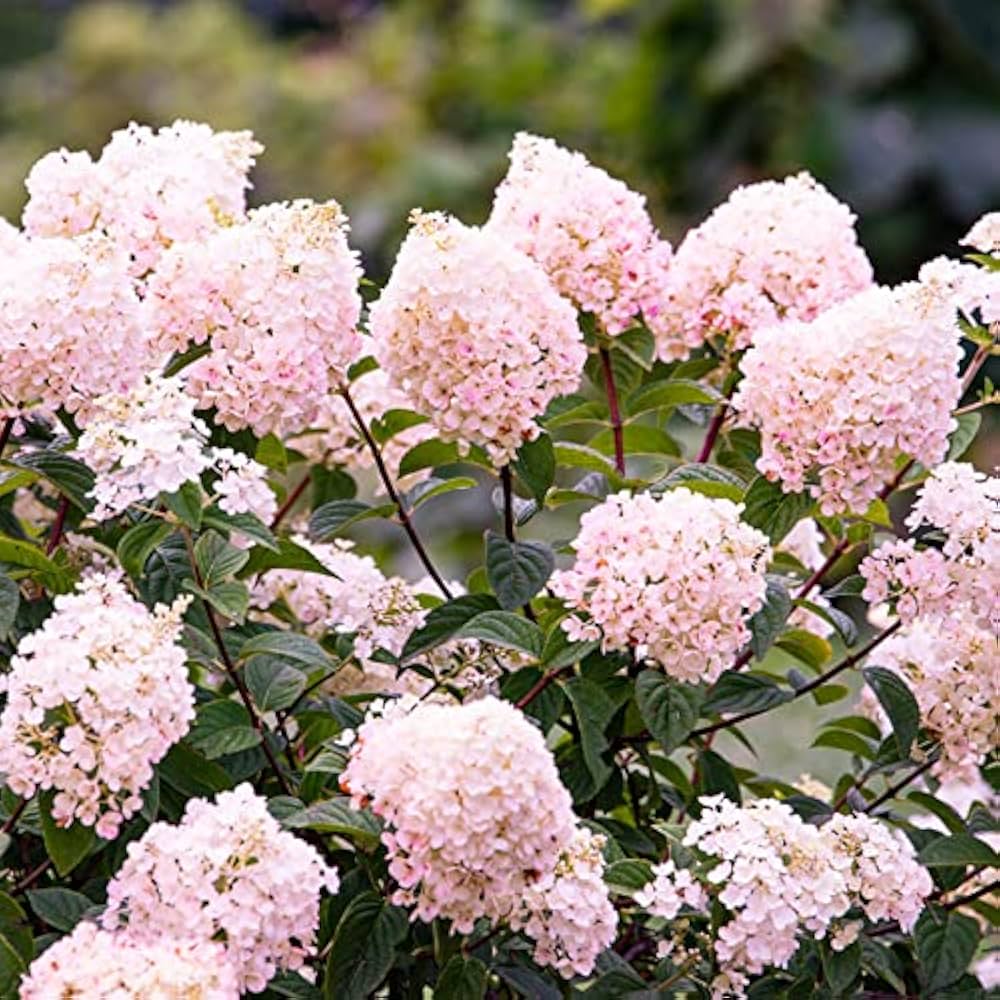 Vanilla Strawberry Hydrangea Hydrangea macrophylla Flower Seeds for Planting in Garden