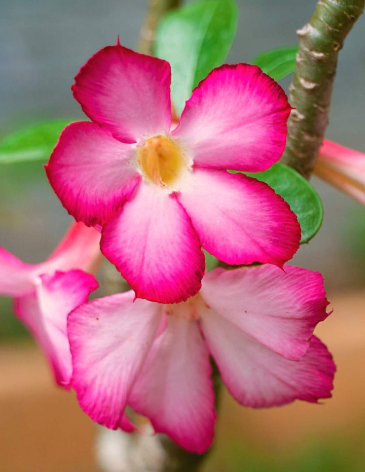 Adenium Obesum Flower Seeds – Heirloom Non-GMO Desert Rose Seeds for Colorful Garden Pots
