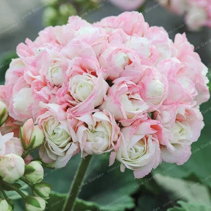 Geranium Apple Blossom Pink Flower Seeds for Planting NON GMO Seeds Dhara Seeds