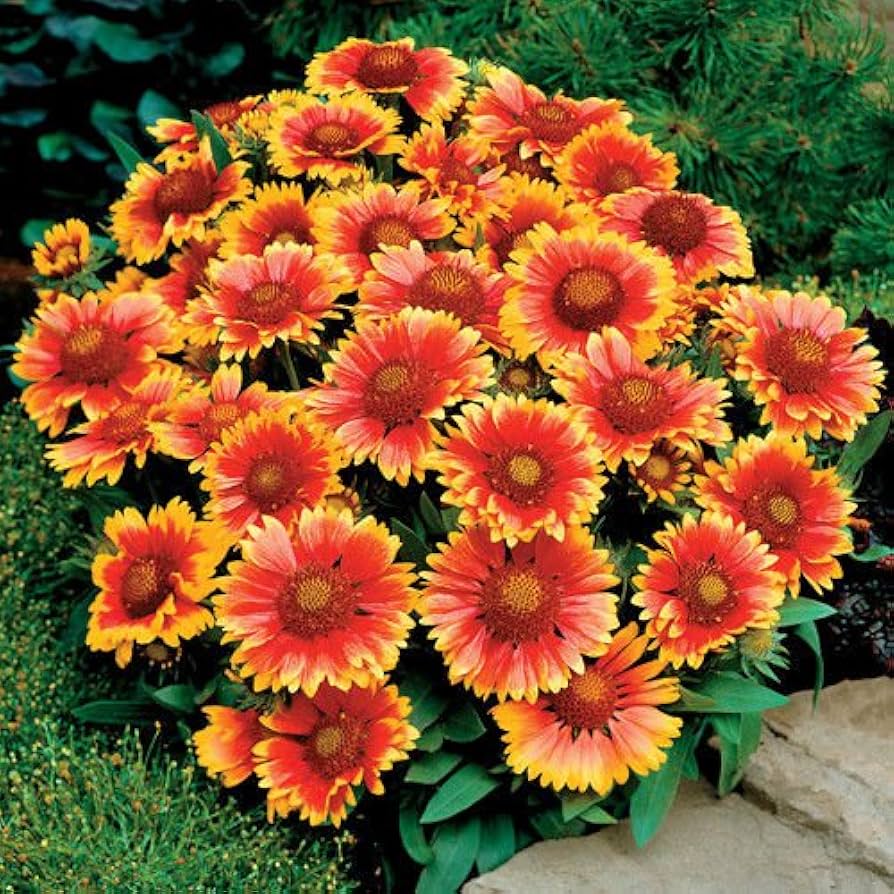 Kokardenblume Seeds – Native American Wildflowers for Bees & Butterflies
