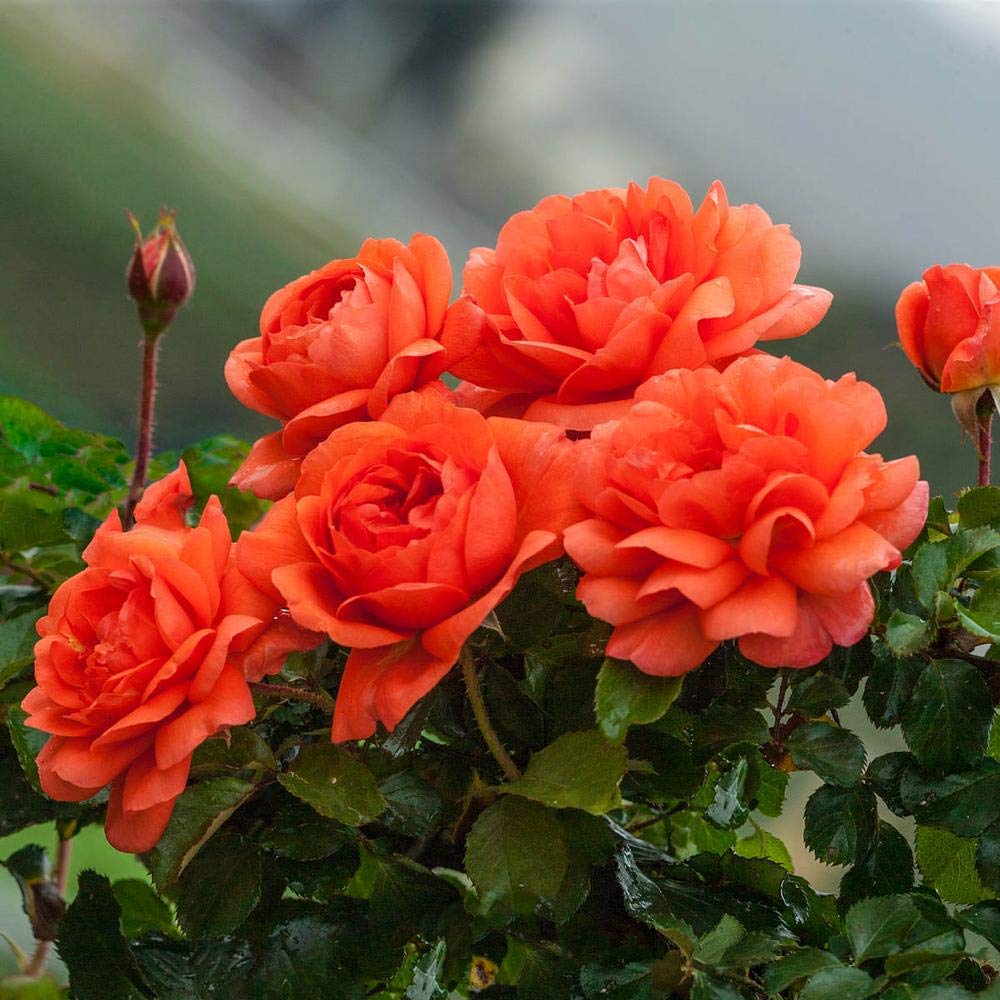 Climbing Rose Rosa Multiflora for flower walls