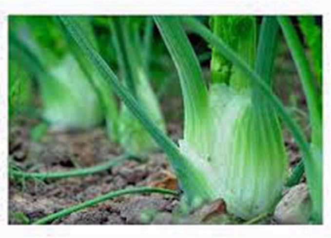 Four Seasons Fennel Seed for Planting Vegetable Garden