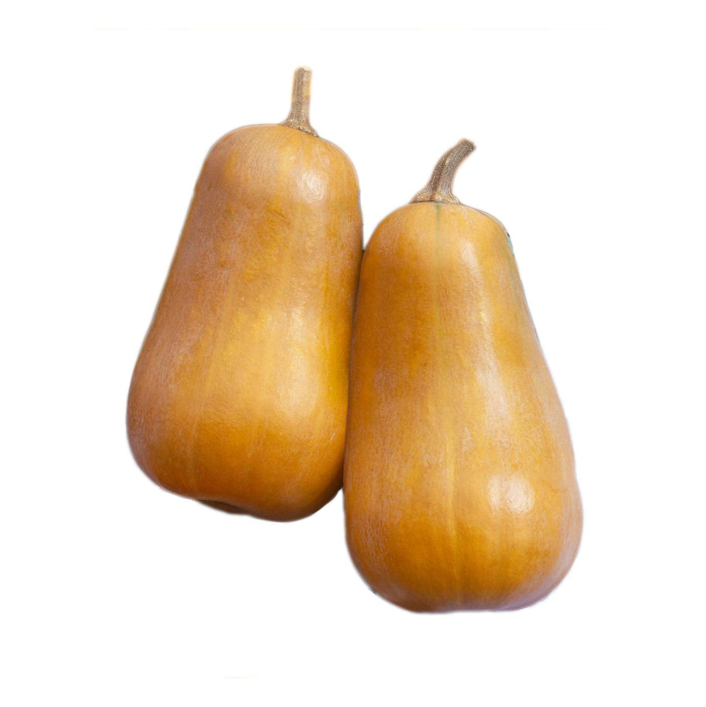 Honeybaby Hybrid Butternut Squash Seeds | Sweet Mini Butternut Winter Squash – Heirloom, Non-GMO, High Germination Organic Garden Seeds