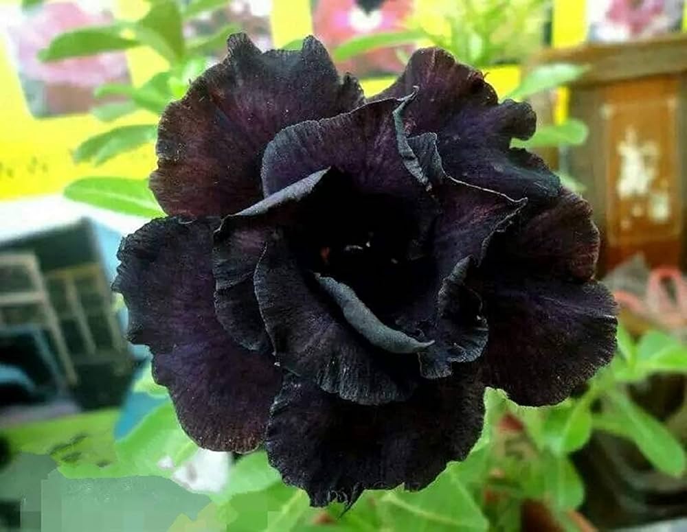 Adenium Obsum Desert Rose Dark Lord seeds