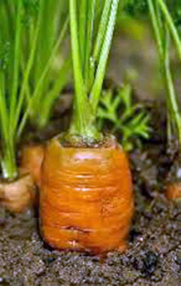Danvers Carrot – Daucus carota – heirloom organic non-GMO planting