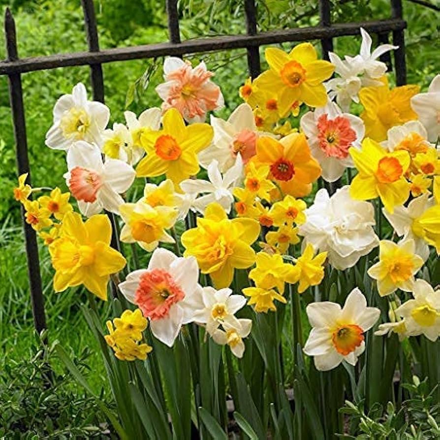 Daffodil Narcissus Pseudonarcissus Double Petal Aquatic Flower Seeds for Planting – Ideal for Moist Garden Beds and Seasonal Blooms