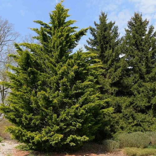 Green Cypress Tree