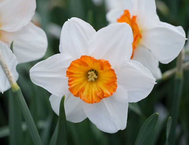 Daffodil Flower Seeds for Planting – Orange & White, Heirloom, Non-GMO Garden Seeds