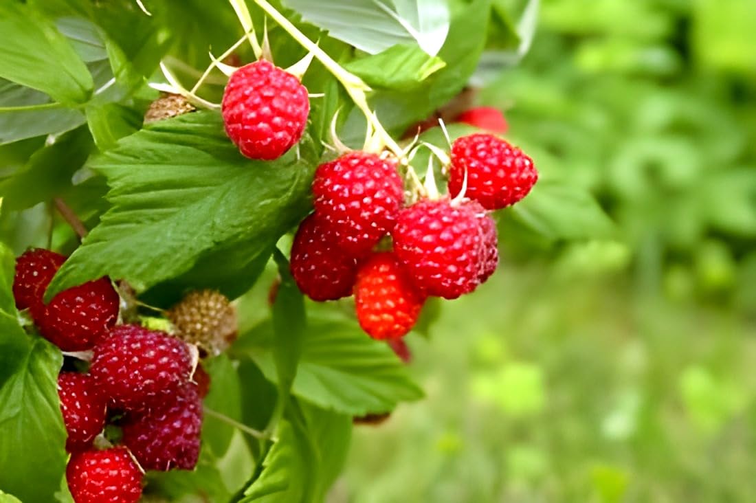 Caroline Raspberry Plants