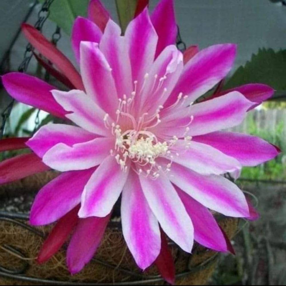 Saussurea Japonica Flower Seeds - Pieces Edible & Sweet Scented Flower Tree Seeds for Home Garden
