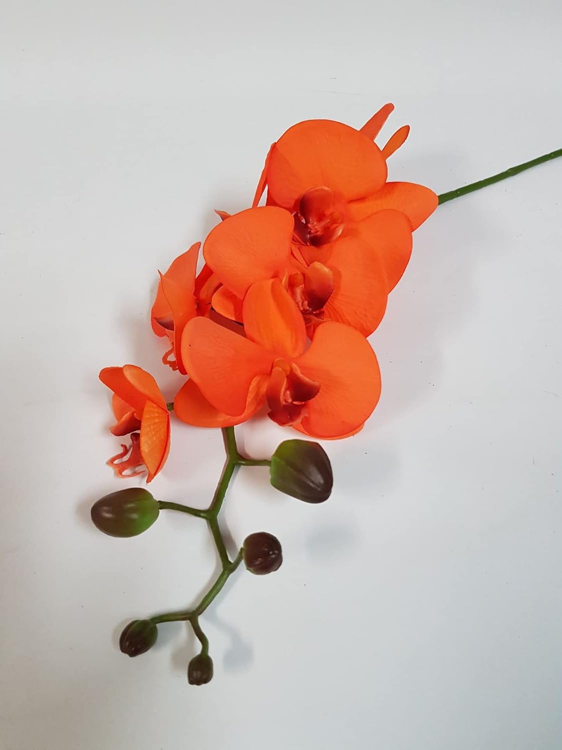 Orange Phalaenopsis Orchid Flower Seeds – Heirloom, Non-GMO, Elegant Pick for Garden Planting