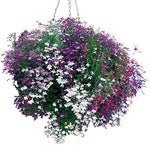 Lobelia Erinus seeds for planting in hanging baskets
