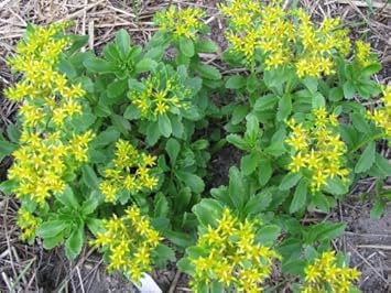 Yellow Stonecrop Flower Seeds for Planting, 100