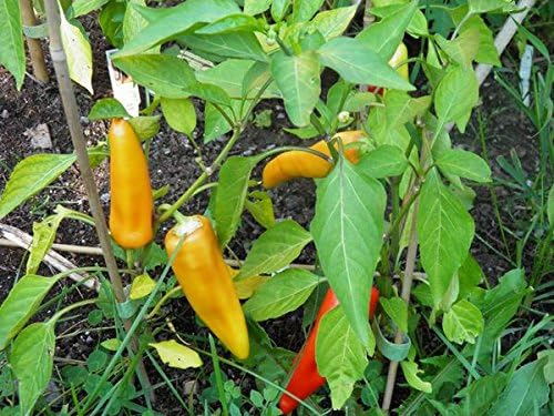 Pepper Capsicum Annuum Hungarian Sweet Wax Vegetable Seeds for Planting – Mild Variety for Kitchen Garden and Pickling