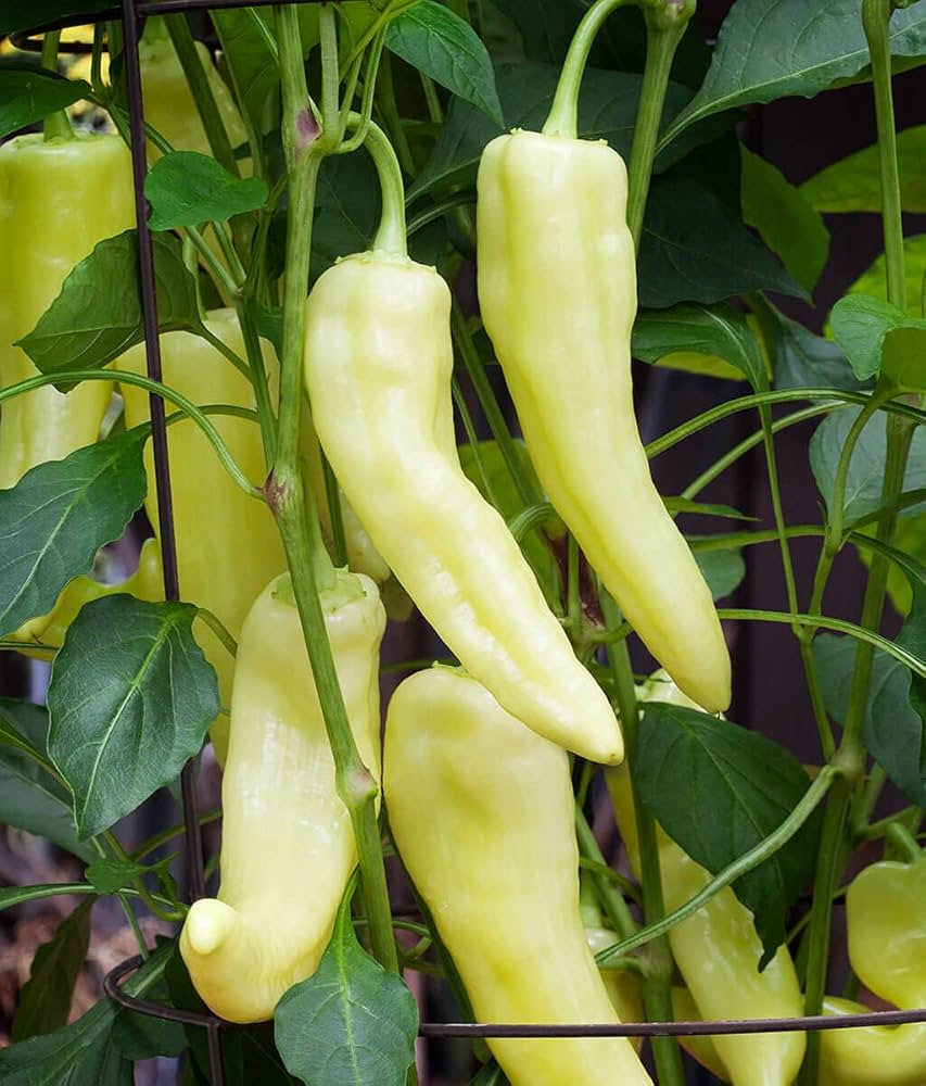 Aruba Pepper Seeds | Sweet Banana-Type Mild Peppers – Heirloom, Non-GMO, High Germination Organic Garden Seeds