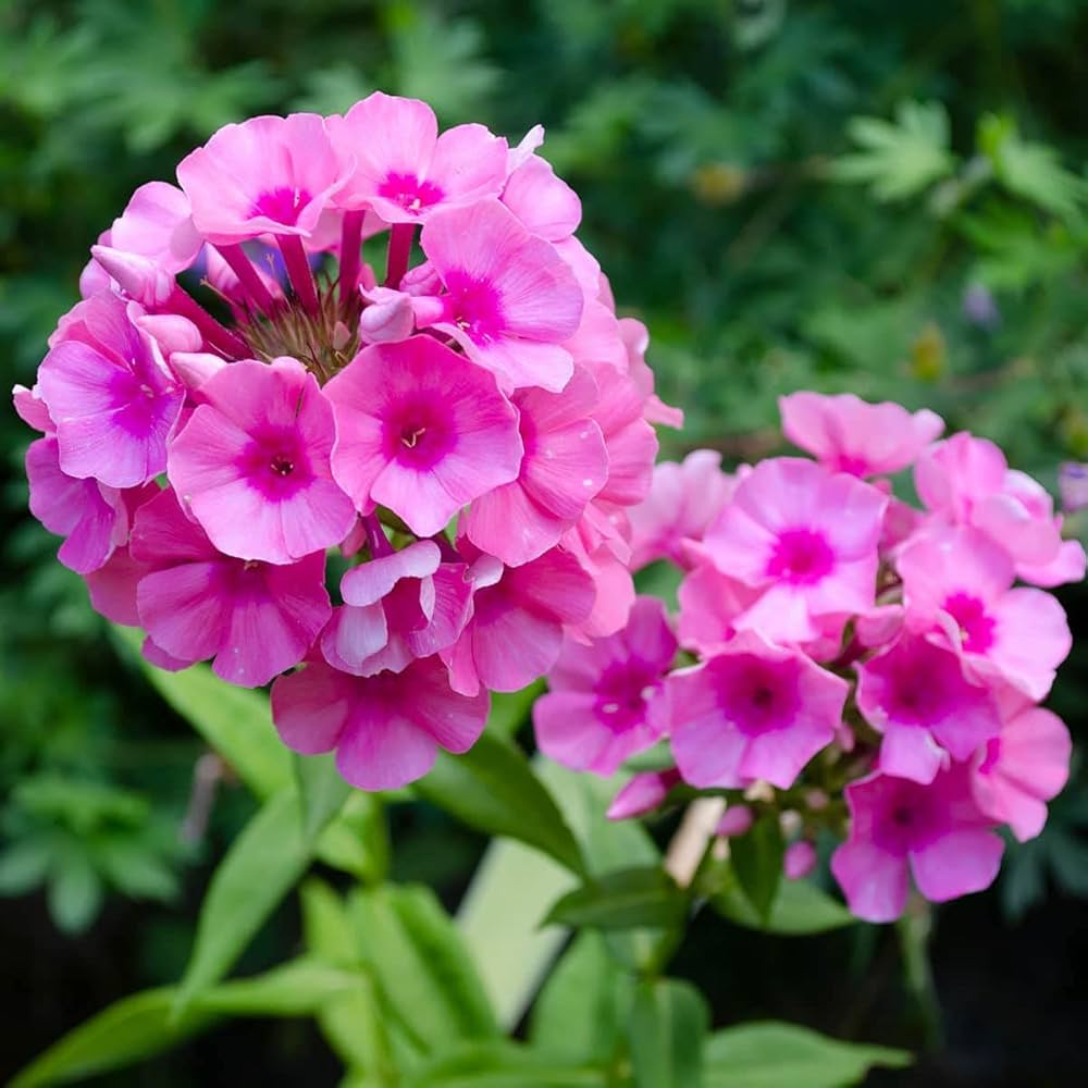 Brilliant Phlox Seeds, , Long-Lasting Flowers