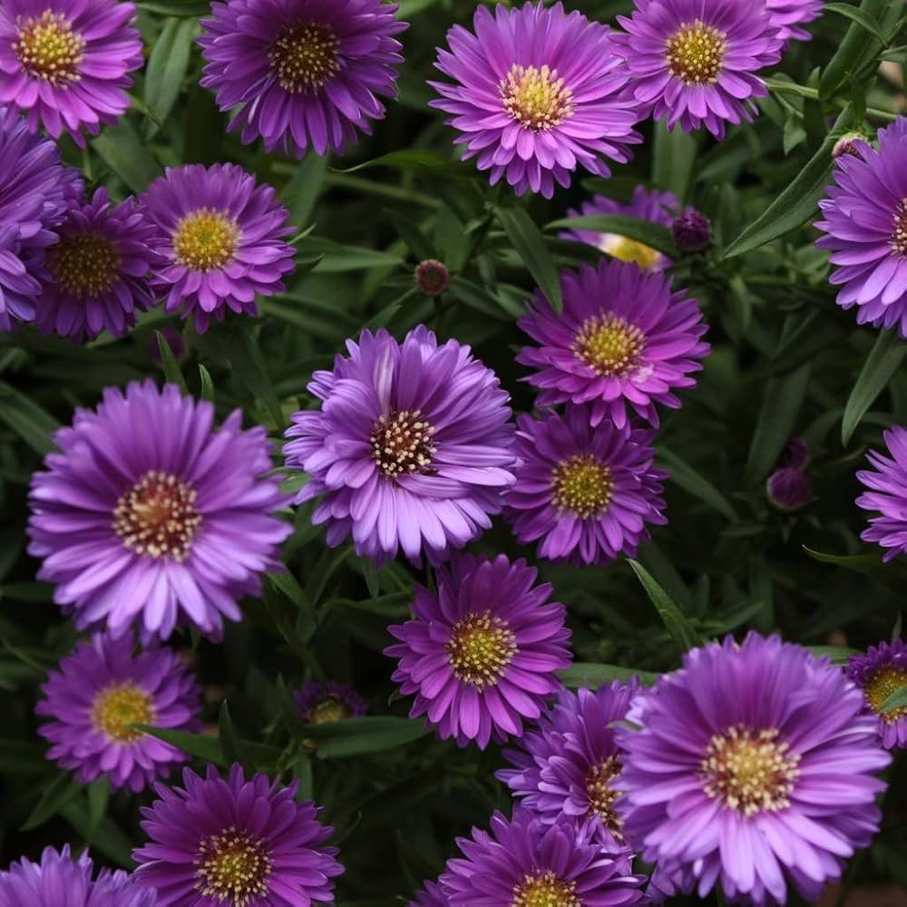Chrysanthemum Aster Daisy Lavender mixed flower seeds